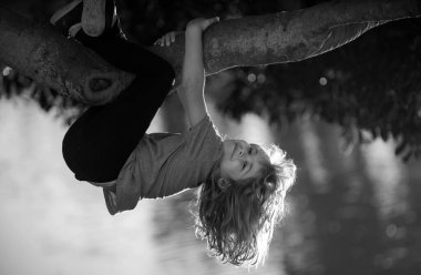 Şirin sarışın çocuk bir ağaç dalında asılı duruyor. Yaz tatili, ağaca tırmanan küçük bir çocuk. Tepetaklak. Çocukluk kavramı