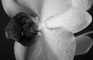 Islak orkide bitkileri. Orkideler çiçek açar, Phalaenopsis