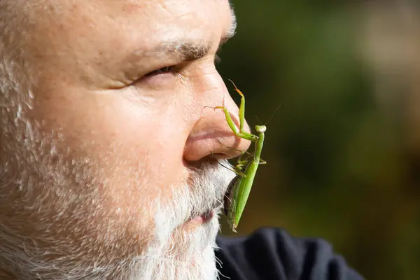 Mantis on nose. Comic and humor sense. Surprised old men with beard and mustache with big mantis on face. Funny story and humor. Comic idea