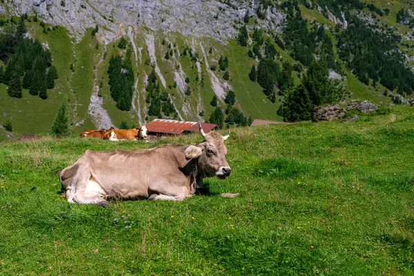 Kühe Grasen Rinderweide Auf Einer Wiese — Stockfoto