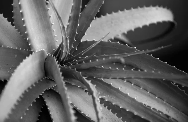 Aloe Vera Växt Makro Aloe Örter — Stockfoto