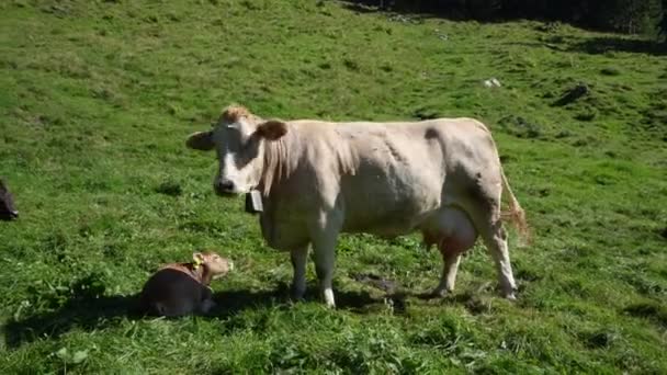 Vaca Prado Las Montañas Vaca Marrón Pasto Verde Rebaño Vacas — Vídeos de Stock