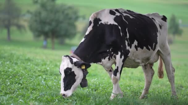 荷尔斯泰因弗里斯兰奶牛黑色和白色的弗里斯兰奶牛在绿色的草地上散步和吃草 黑色和弗里斯兰白色奶牛 弗里斯兰荷斯坦奶牛黑皮奶牛 荷斯坦奶牛 — 图库视频影像