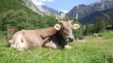 Uyuyan inek, boynuzlu inek otlakta uzanıyor. Otlatıcı İnekler. Tembel inekler. Yeşil otlakta otlayan inek. Yeşil yaz tarlasında inek sürüsü. Yaz kırsal arazisi ve inekler için çayırlık