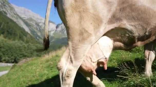 奶牛Udder 奶牛的粪便 一头奶牛的特写镜头 牛儿在草地上 用奶牛的乳房封闭牛奶静脉 — 图库视频影像