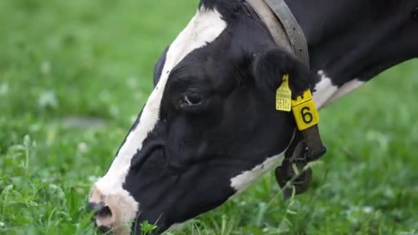 荷尔斯泰因弗里斯兰奶牛黑色和白色的弗里斯兰奶牛在绿色的草地上散步和吃草 黑色和弗里斯兰白色奶牛 弗里斯兰荷斯坦奶牛黑皮奶牛 荷斯坦奶牛近身 — 图库视频影像
