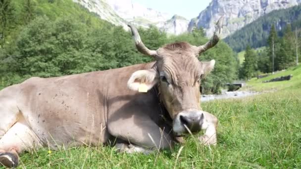 躺在牧场里的奶牛 长着角的奶牛 放牧的奶牛 懒惰的母牛 牛群的草场牛在农村 奶牛在夏天的草地上吃草 牧场里的奶牛 — 图库视频影像
