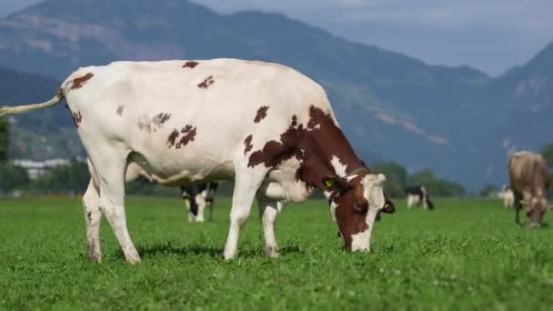 奶牛在山里的草地上 棕色的奶牛在绿色的牧场上 奶牛群聚在绿地里 高山草甸和奶牛 阿尔卑斯山瑞士 奶牛弗里斯兰霍斯坦在牧场里 — 图库视频影像