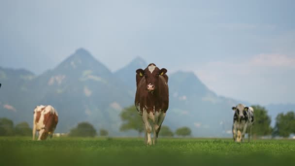 放牧的奶牛 在绿色的牧场上放牧奶牛 夏天绿地上成群的奶牛 夏季乡村风景和奶牛牧场 农村的牛群 阿尔卑斯山农田里的奶牛 — 图库视频影像
