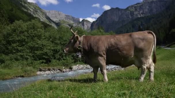 Vaca Campo Verde Junto Agua Suecia Ganado Pastando Campo Vacas — Vídeo de stock