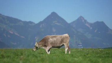 Çiftlik arazisinde otlayan sığır ineği. Çimenli bir çayırda otlayan inekler. Ot Tarlasında İnekler Sürüsü. Yeşil Tarlada Olgun İnek. Doğal otlakta otlayan inekler. Çiftlik hayvanları. İnekler ve buzağılar otluyor.