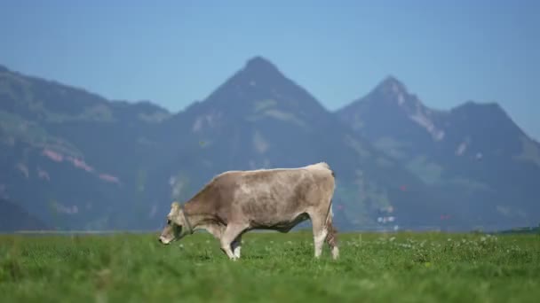 奶牛在农田里吃草 在草地上吃草的奶牛 牛群聚集在草场上 在绿地里的成熟母牛 奶牛在天然草中吃草 农场动物 奶牛和小牛放牧 — 图库视频影像