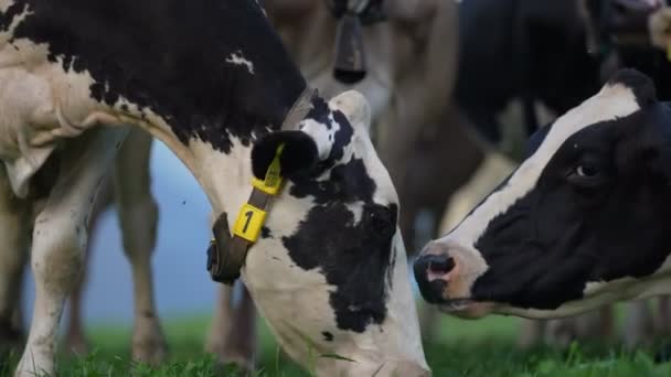 Koeien Grazen Een Zomerdag Een Weiland Zwitserland Koeien Grazen Landbouwgrond — Stockvideo