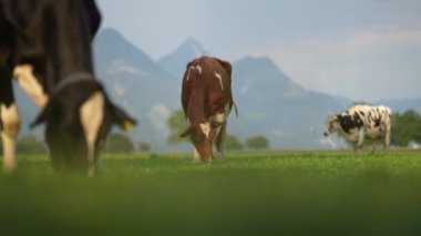Kahverengi İsviçre ineği. Guernsey, Jersey, Ayrshire veya Shorthorn inekleri sağmak. İnekler bir çayırda otluyor. Yeşil bir tarlada sığır otlağı. Kırsal kesimdeki tepedeki otlaktaki mandıra hayvanları. Brangus Sığırları