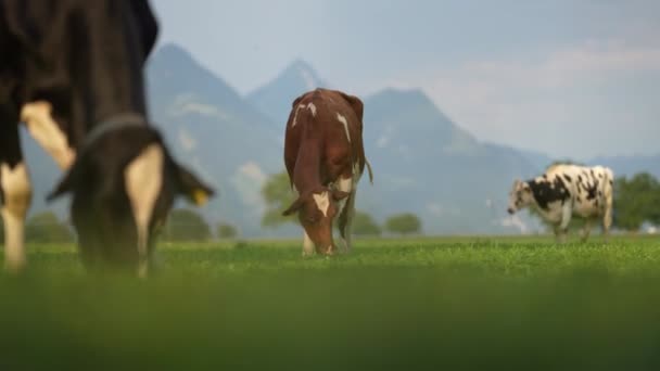 棕色的瑞士奶牛根西 Ayrshire或Milking Shorthorn奶牛奶牛在草地上吃草 牛群在绿地里放牛 农村山上的牧场上有奶牛 Brangus牛在里面 — 图库视频影像