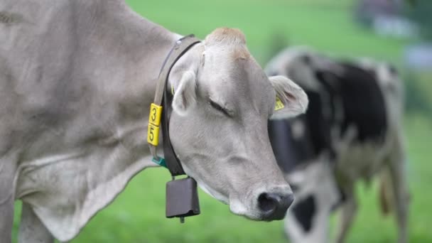 放牧的奶牛 在绿色的牧场上放牧奶牛 夏天绿地上成群的奶牛 夏季乡村风景和奶牛牧场 农村的牛群 阿尔卑斯山农田里的奶牛 — 图库视频影像