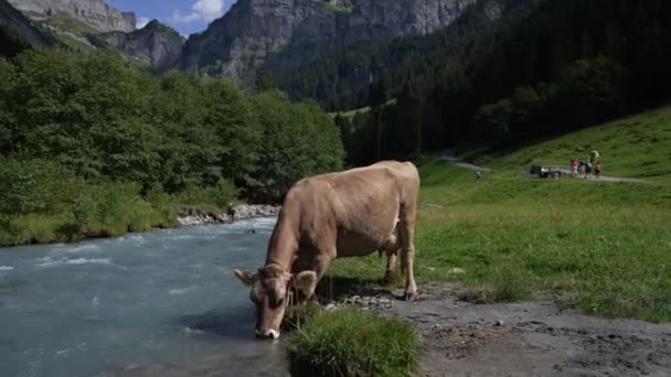 Koeien Weiland Alpen Koeien Alpenweide Zwitserland Koe Drinkwater Uit Alpen — Stockvideo