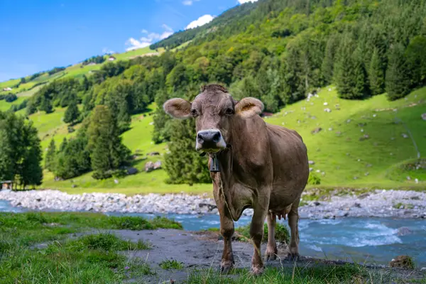 Vaca Gado Pastando Terras Agrícolas Grazing Cows Meadow Grass Rebanho — Fotografia de Stock