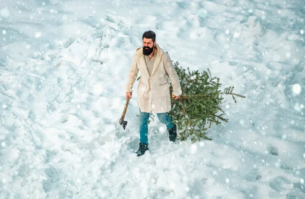 长胡子的男人带着圣诞树在树林里 圣诞树被砍倒了 圣诞快乐 节日快乐 在白雪的背景下 年轻的伐木工长着冷杉树 — 图库照片