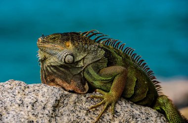 Yeşil iguana, aynı zamanda yaygın ya da Amerikan iguanası olarak da bilinir, doğa arka planında. Vahşi yaşam ve doğa, deniz iguanası