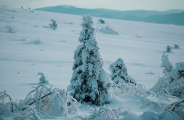 Scenery in winter. Winter christmas forest with falling snow and trees
