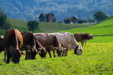 Alp çayırındaki inek. Yeşil tarlada sığır eti efendisi. Meadow 'da inek. Sığır otlağı. Kırsalda bir inek. İnekler yaz otlaklarında otlar. İneklerle dolu kırsal araziler. Otlaktaki inekler