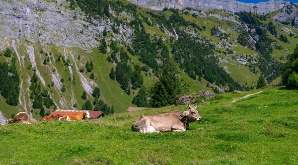 Mucche Pascolo Nelle Alpi Mucche Che Mangiano Erba Mucche Campo — Foto Stock