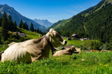 Jersey İneği dağlık çayırlarda otluyor. Gün batımında inekler. Yeşil çayır üzerinde bir inek. İnekler yeşil alana bakıyor. Meadow 'da inekleri olan bir çiftlik. Çiftlikteki çim tarlasında inek. Otlakta otlayan inekler