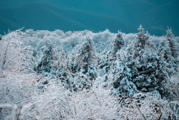 Cenário Inverno Inverno Com Árvores Geada Cobertas Nas Nevascas Floresta — Fotografia de Stock