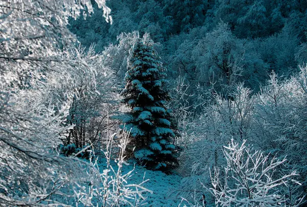 Winter Scene Snowy Forest Winter Landscape Trees Covered Snow Hoarfrost — Stock Photo, Image