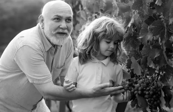 孙子孙女和祖父采摘葡萄 农业农村的耕作 — 图库照片