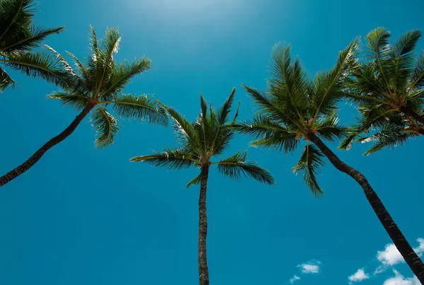 Palms Wallpaper Coconut Palm Trees Beautiful Tropical Texture Sun Light — Stock Photo, Image