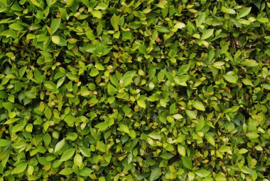 Yeşil doğa duvar kâğıdı, çiçek soyutu. Yeşil arkaplan, duvar kağıdı konsepti, doğa yaprağı arka planı