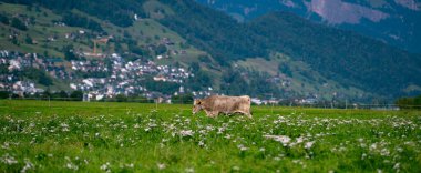 Jersey İneği dağlık çayırlarda otluyor. Gün batımında inekler. Yeşil çayır üzerinde bir inek. İnekler yeşil alana bakıyor. Meadow 'da inekleri olan bir çiftlik. Çiftlikteki çim tarlasında inek. Otlakta otlayan inekler
