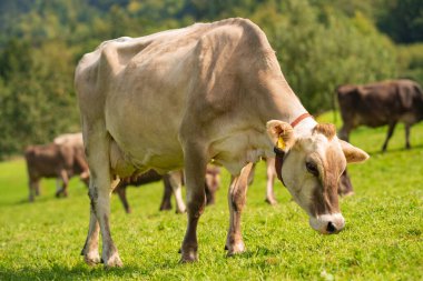 Yaz otlağında inek. Alplerde otlayan inek sürüsü. Holstein inekleri, Jersey, Angus, Hereford, Charolais, Limousin, Simmental, Guernsey, Ayrshire, Brahman sığırları. Tarlada inek. Süt ineği