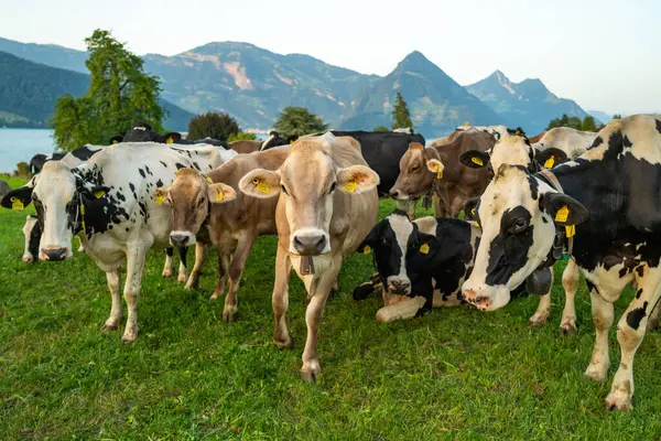 Manada Vacas Vacas Comiendo Hierba Vacas Campo Herboso Vacas Lecheras — Foto de Stock