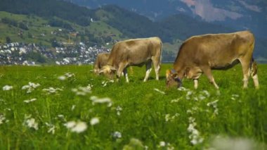 Holstein ineği. Güneşli bir günde çayırdaki inekler. Siyah ve beyaz Hollanda ineği yeşil çayırda yürüyor ve ot yiyor. Alp, kırsal kesimlerde sığır çiftliği olan inek çiftliği. Tarlada inek