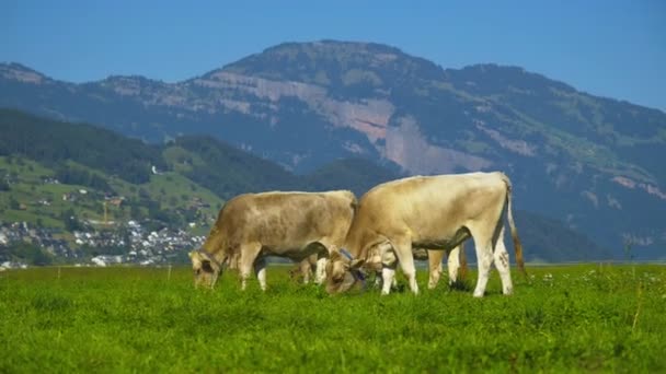 Vacas Pastoreo Vaca Pastando Pasto Verde Manada Vacas Campo Verde — Vídeo de stock