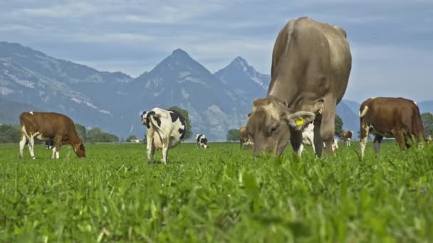 Krowy Pasą Się Łące Pastwiska Dla Krów Zielonym Polu Bydło — Wideo stockowe