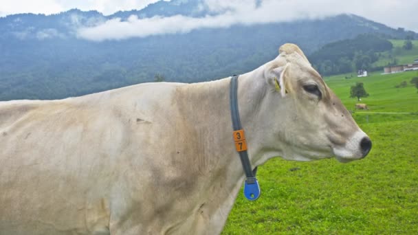 泽西奶牛在高山草地上吃草 日落时的奶牛 奶牛在绿色的草地上 奶牛凝视着绿地 乡村农场 牧场上有奶牛 农场草地上的奶牛 在草地上放牧奶牛 — 图库视频影像