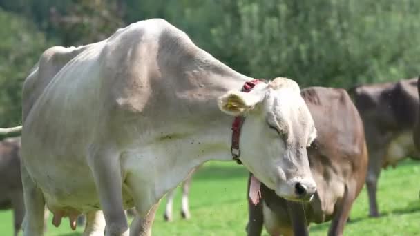 奶牛在草地上吃草 牛群在绿地里放牛 农村山上的牧场上有奶牛 牛群在草地上放牧 布兰格斯牛在天然牧场 牧场奶牛 — 图库视频影像