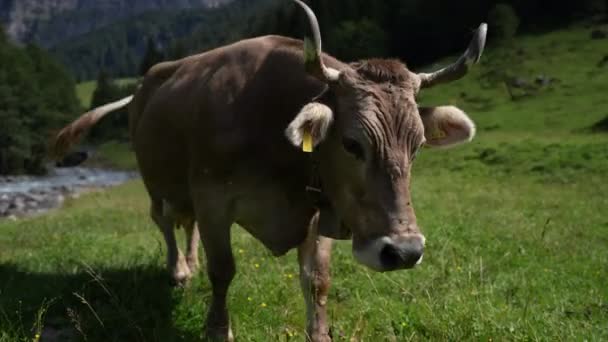 Пограбування Корів Вишкрібання Корови Зеленому Пасовищі Стадо Корів Літньому Зеленому — стокове відео