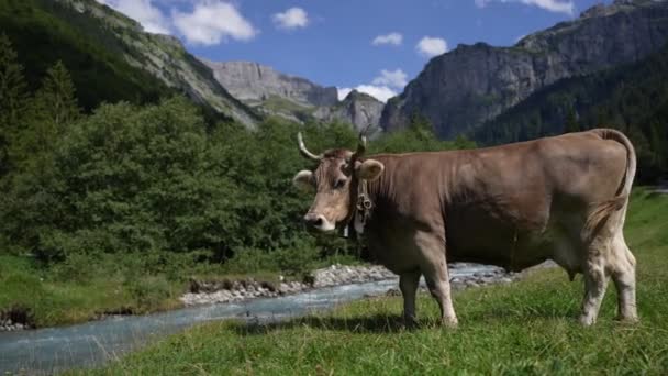 Las Vacas Pastan Día Verano Prado Suiza Vacas Pastando Tierras — Vídeos de Stock