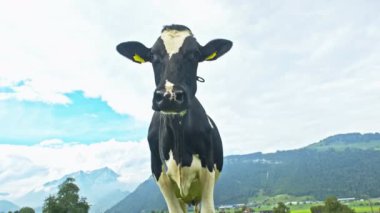 İnekler İsviçre 'de bir çayırda yaz günü otluyorlar. İnekler tarlalarda otluyor. Yeşil bir tarlada sığır otlağı. Eko sığır çiftliğindeki bir tarlada inekler. Otlak ineğinden organik süt. İsviçre