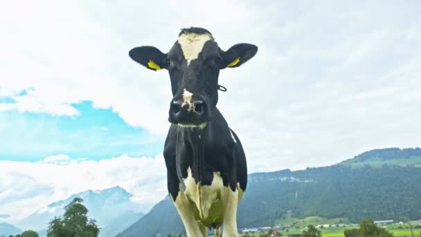 在瑞士的一个夏日 奶牛正在草地上吃草 奶牛在农田里吃草 牧场在绿地里放牛 奶牛在一个生态牛农场的田里 来自草场奶牛的有机牛奶 — 图库视频影像