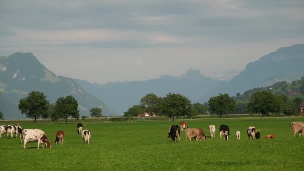 阿尔卑斯山的奶牛牧场 瑞士高山草地上的奶牛 奶牛牧草 奶牛牧场绿色高山草甸 奶牛在绿地上吃草 山里的母牛 阿尔卑斯山区牧场上的奶牛 — 图库视频影像