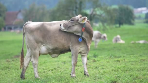 Grazing Cows Grazende Koe Een Groene Weide Koeienherder Het Groene — Stockvideo