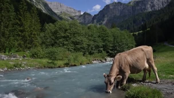 Krávy Pasou Alpách Krávy Alpské Louce Švýcarsku Kráva Pastvě Kráva — Stock video
