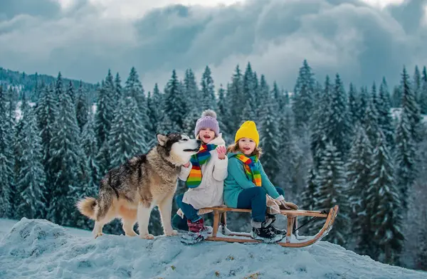 子供の男の子とずさんな犬と女の子はそりに乗るのを楽しんでいます 子供たちは一緒にそり 冬には山の中で雪の中で屋外で遊ぶ兄弟 クリスマス休暇中の子供の弟と妹 — ストック写真