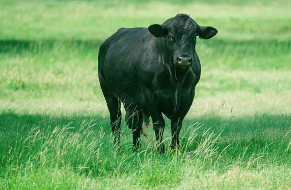 Black Cow. Farming Ranch Angus and Hereford Cattle. Bull in spain in the green field